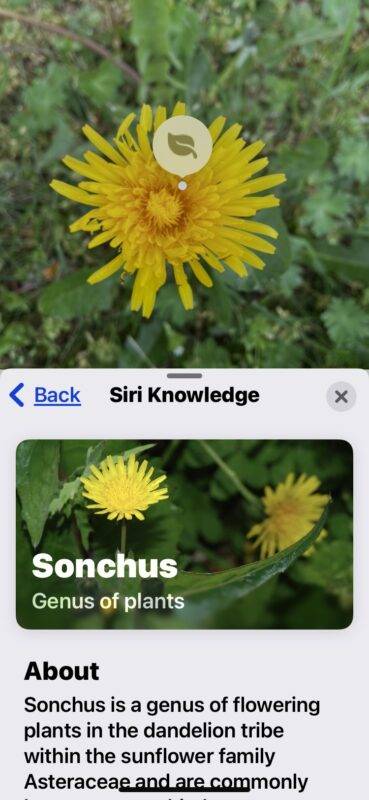identify-plants-flowers-iphone-photo-siri-knowledge-4-369x800-1