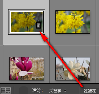 Lightroom给照片加上关键字的操作方法