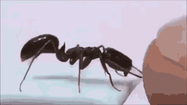 日本学者开发史上最小机械手指,可以给昆虫挠痒痒,还能感受到昆虫肚子的触感