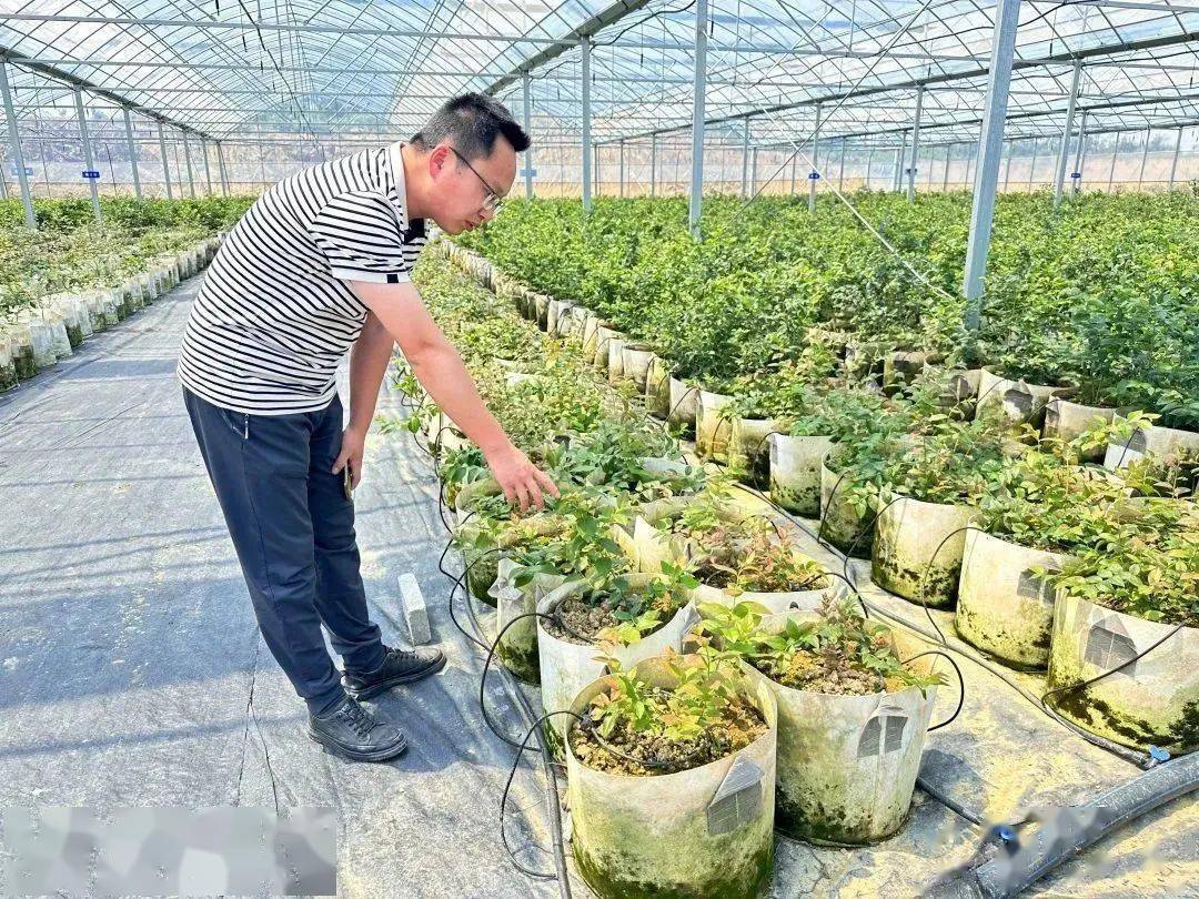 池州这个种植基地运用5G物联网技术一人能管一千亩地！
