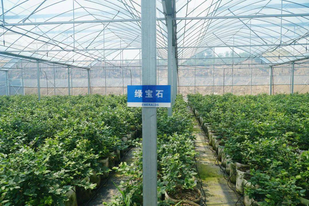 池州这个种植基地运用5G物联网技术一人能管一千亩地！
