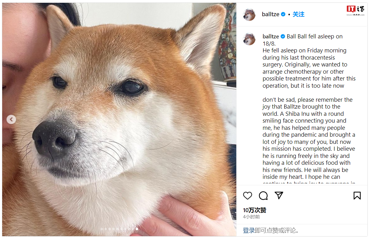 知名“废柴”表情包柴犬 Balltze 离世,主人:请记得它为这个世界带来的欢乐