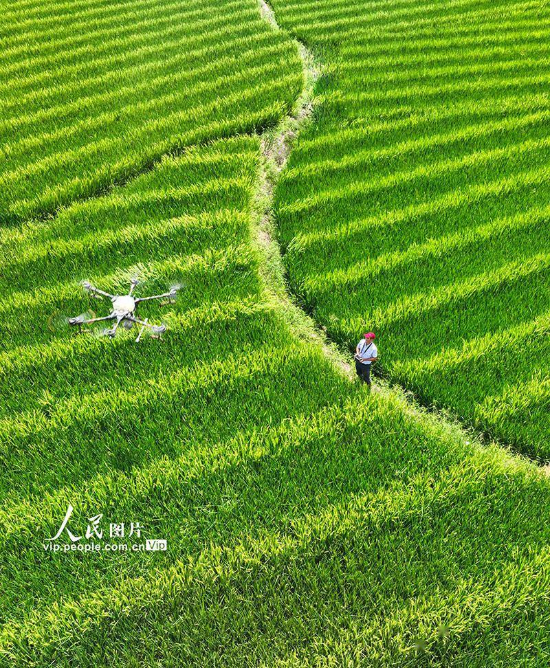湖南桂阳:植保无人机“赶花”授粉