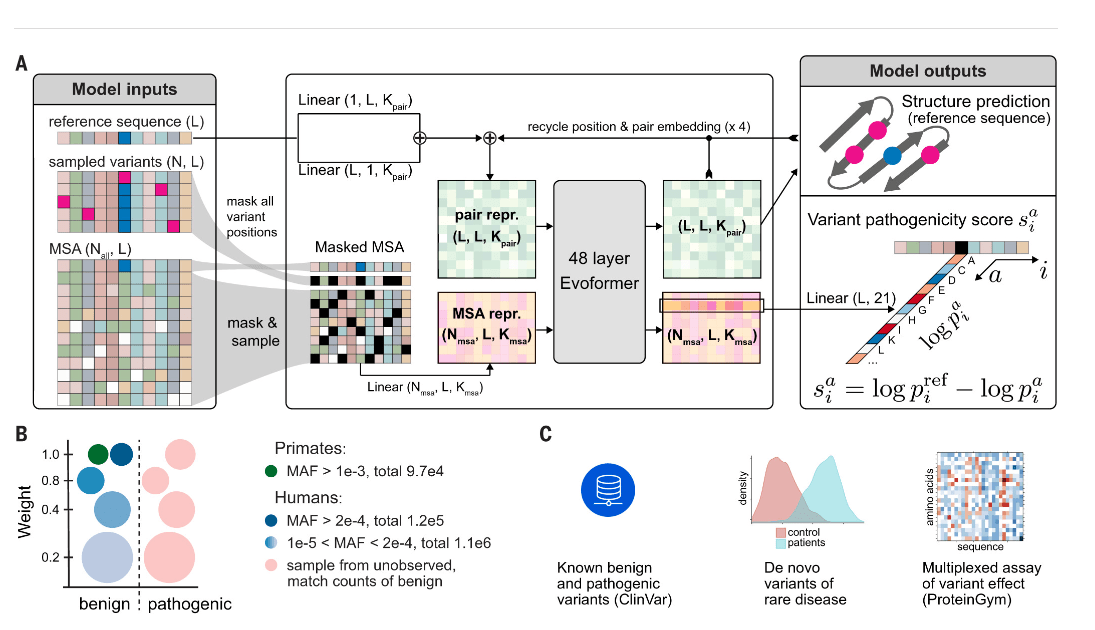 DeepMind 推出 AI 工具 Alpha Missense,用于预测人类的有害基因突变