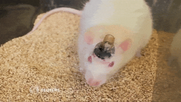 综述北理工团队探索的生物混合机器人供电方案的完整梳理