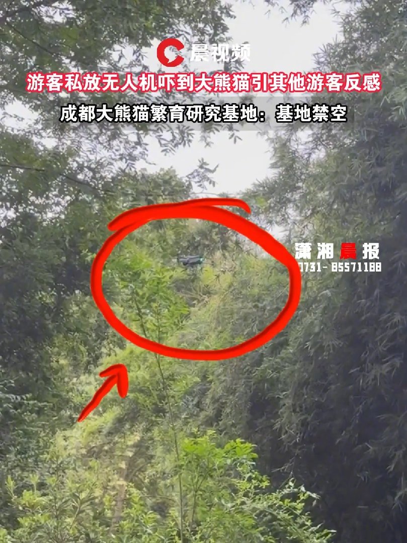 成都大熊猫繁育研究基地通报游客私放无人机:终身禁入园区参观