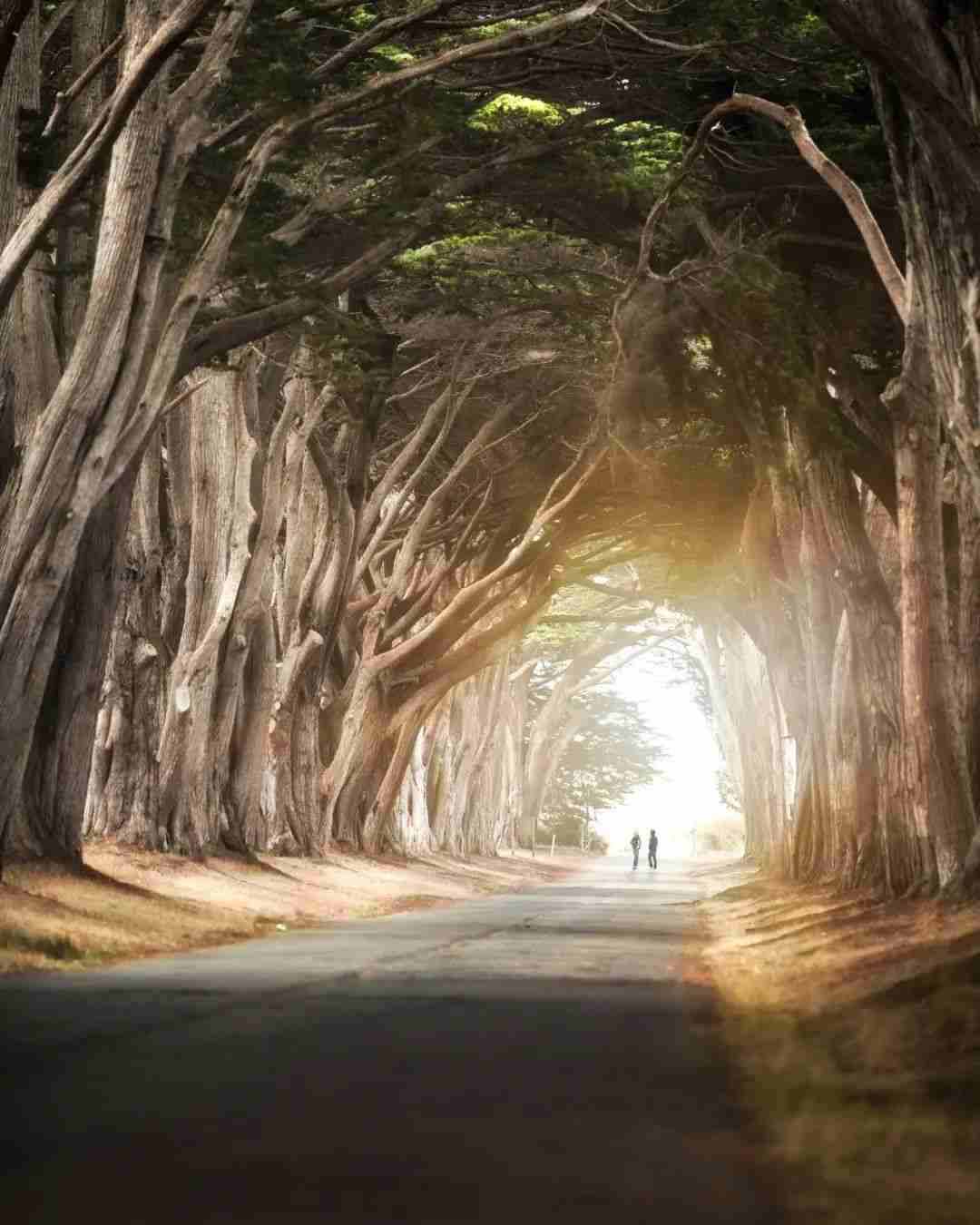 秋天的树木这么拍,更容易出片