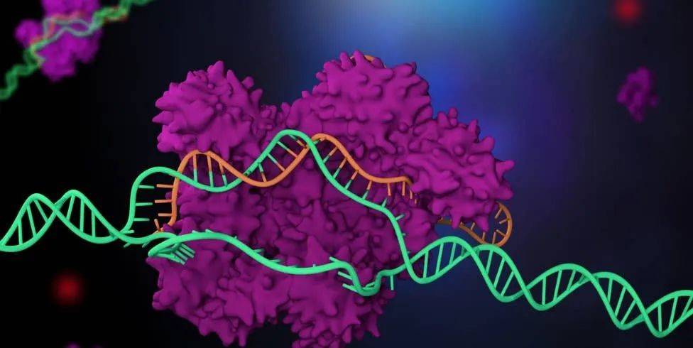 准确、快速地从头预测RNA 3D结构,港中大、复旦等深度学习方法RhoFold+登Nature子刊
