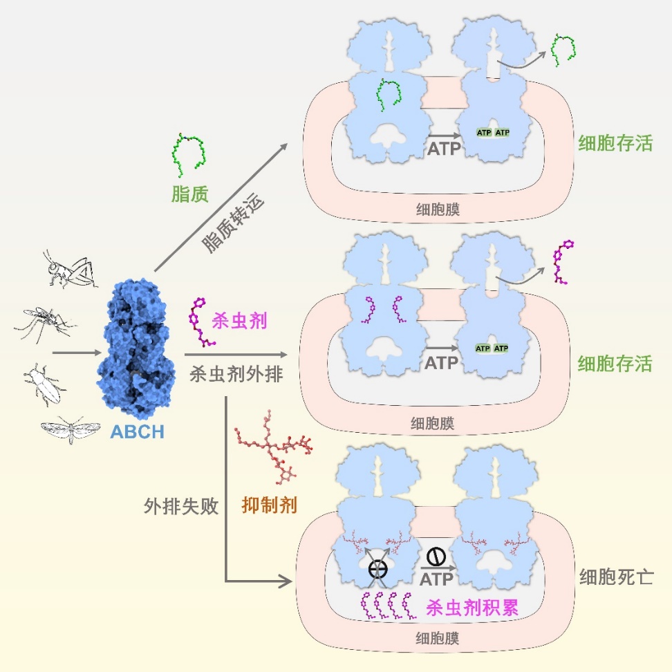 我国科学家揭示害虫抗药的关键机制,正为推进成果产业化而努力 我国科学家揭示害虫抗药的关键机制,正为推进成果产业化而努力