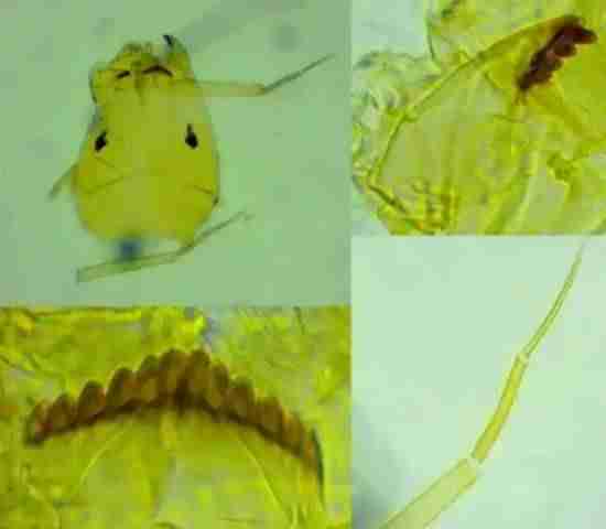 打开了生态盲盒！上海发现了神秘生物！中国从未记录