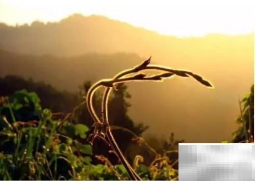 晨光之美，诗意画卷展现