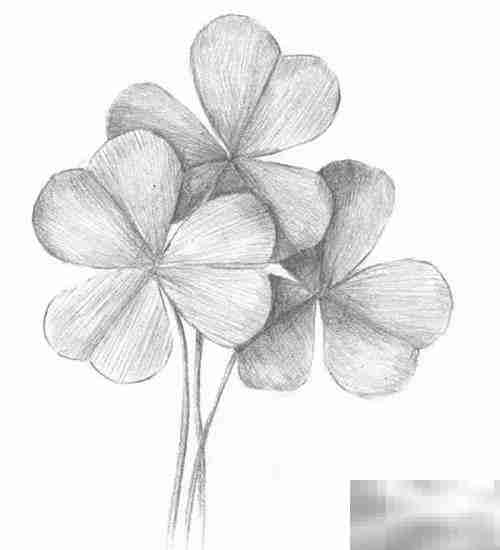 三叶草绘画技巧