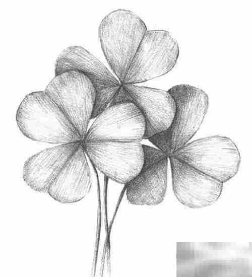 三叶草绘画技巧