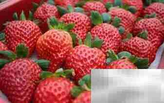 草莓我们吃的是哪个部位?