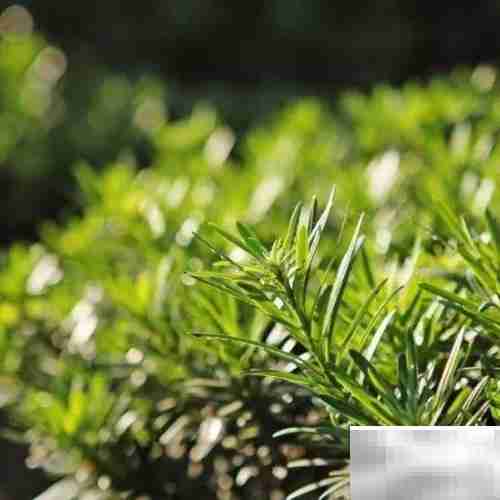 黄杨常见病虫害防治方法