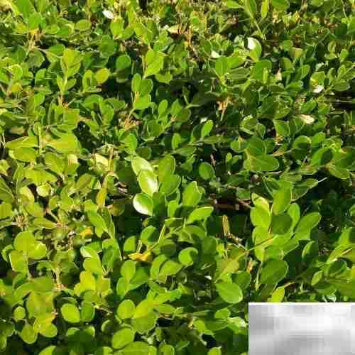 黄杨常见病虫害防治方法