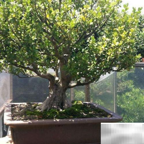 黄杨病虫害防治方法大全