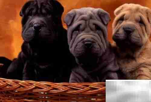 中国本土名犬推荐