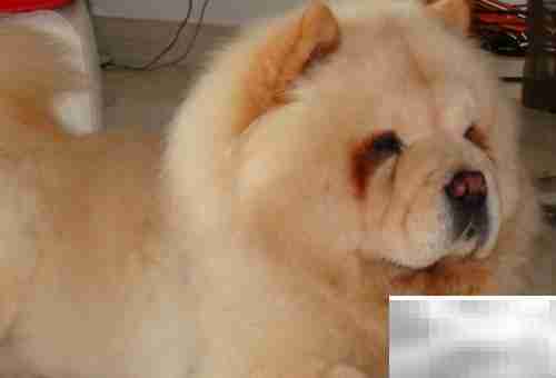 中国本土名犬推荐