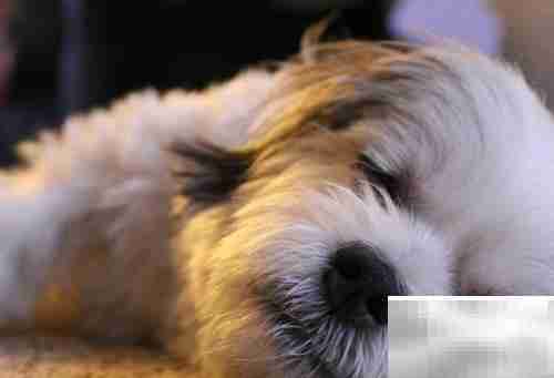 中国本土名犬推荐