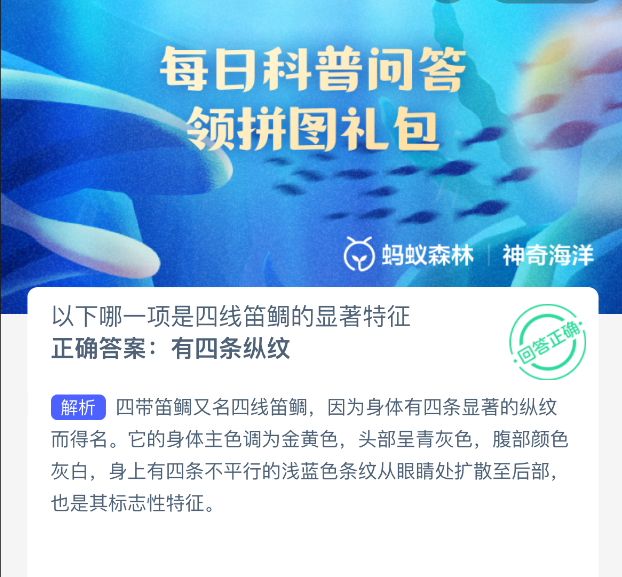 四线笛鲷的明显特征有哪些？