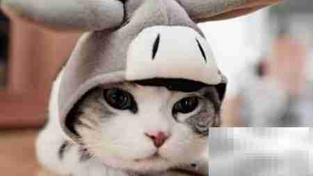 猫咖开店全攻略