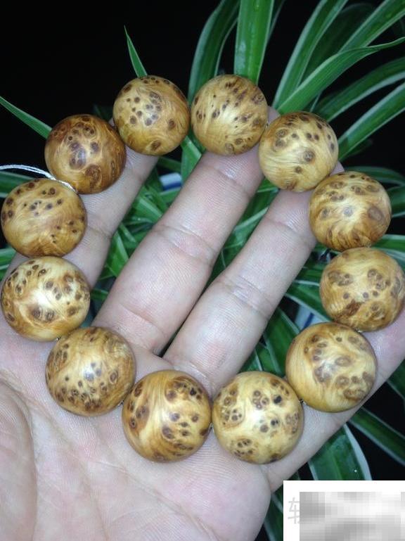 崖柏五大养生功效详解