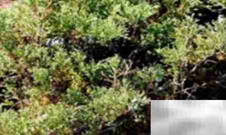 高山柏移栽技巧