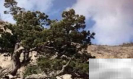 高山柏移栽技巧与关键要点