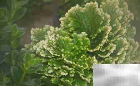 偃柏的形态特征与生长习性