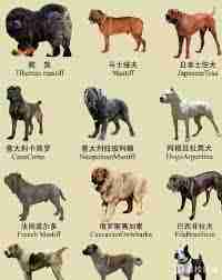 禁养犬如何合法饲养