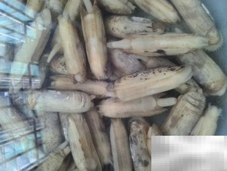 蒜末拇指蛤汤做法与美味技巧