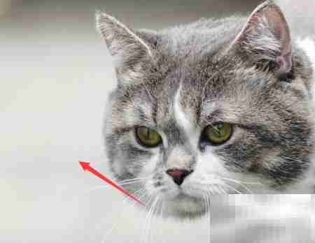 桌面新建BMP文件方法