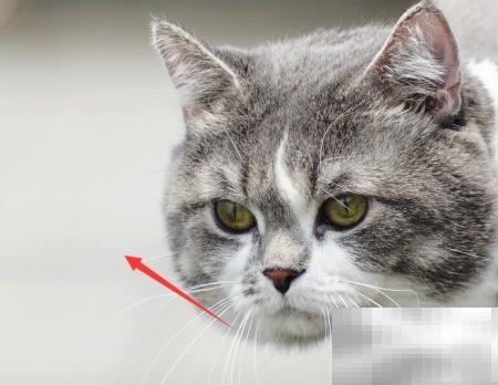 新建BMP文件步骤与实用技巧