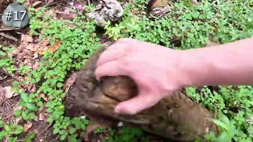 探索雨林：翻开石头下的秘密生物世界