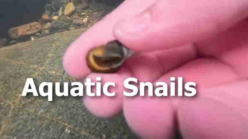 探索雨林：翻开石头下的秘密生物世界