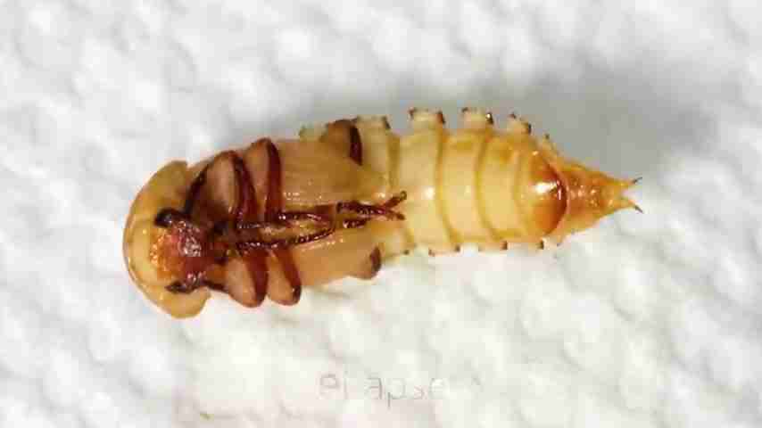 探索雨林：翻开石头下的秘密生物世界