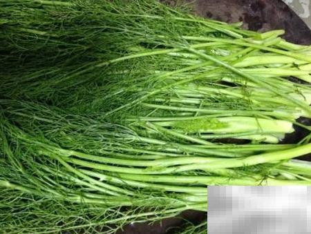 茴香蒸菜做法及家常美味技巧