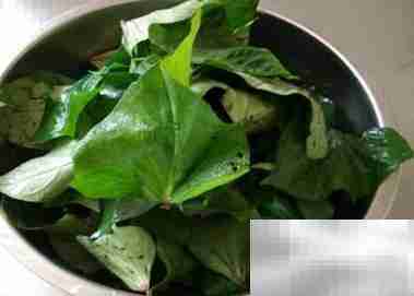 红薯叶蒸菜做法大全