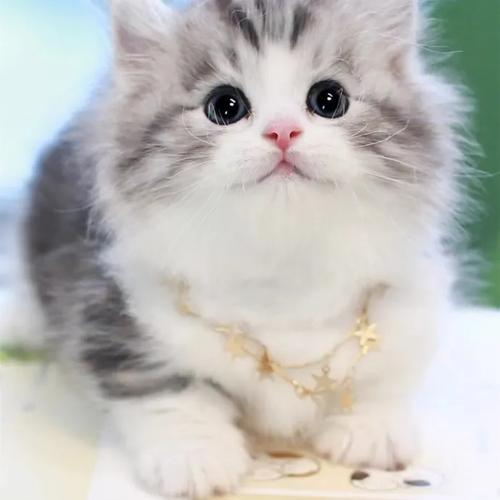 猫露肚皮是代表信任吗