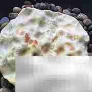 陕西石子馍：古法烤制的香脆小吃