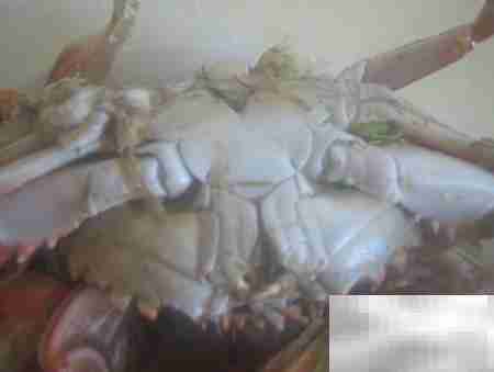 河蟹食用安全判断方法