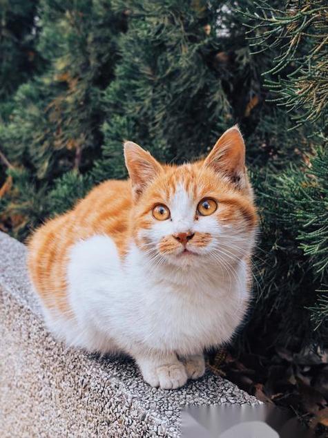 猫咪慢眨眼代表信任与友好