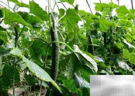 轻松灭蟑，一招搞定