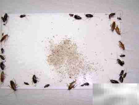 轻松灭蟑，一招搞定