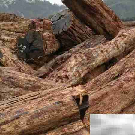 紫光檀为何不值钱？