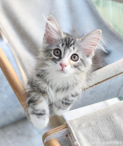 猫咪送死鼠给主人是什么意思