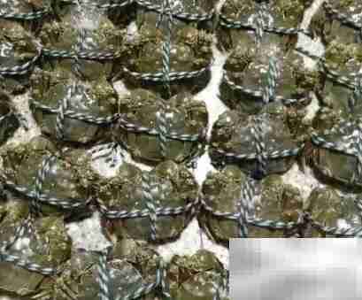 新鲜螃蟹运输方法