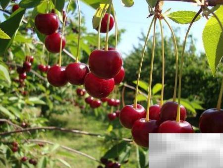 水果店进货渠道全解析