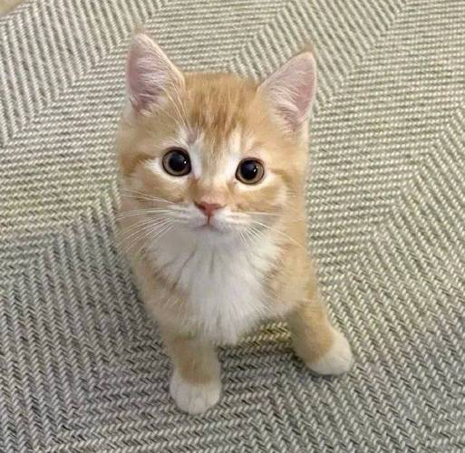 猫为什么喜欢跟我进厕所